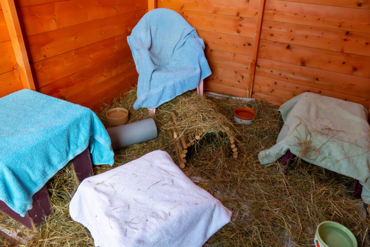 A shed with an indoor wooden enclosure, hay-covered floor, four small tables draped with towels, food and water bowls, a plastic tube, and a cosy hay-covered wooden hideout—suitable for 4 or more guinea pigs.