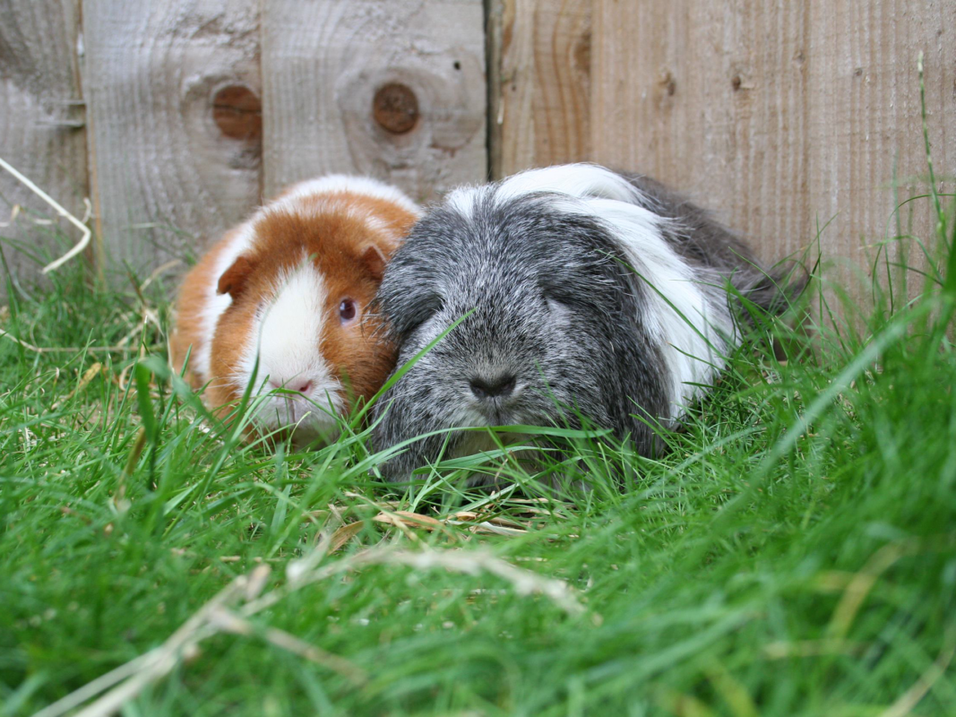 Two guinea pigs, one brown and white and the other grey and white, lying close together in green grass in front of a wooden fence.