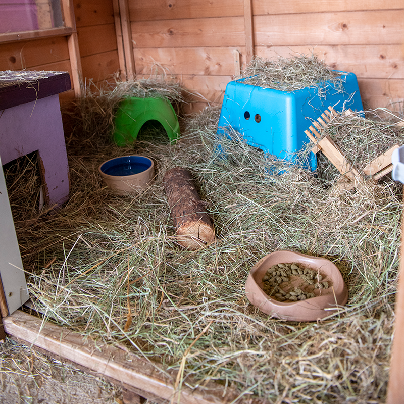 A small animal enclosure with hay covering the floor, a wooden log, food bowl, water bowl, and colourful plastic hideouts under a wooden shelter for guinea pig enrichment.