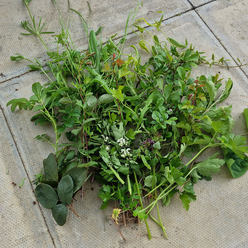 A variety of freshly picked wild green plants and herbs, ideal to forage for guinea pigs, are spread out on a tiled surface, showcasing different leaf shapes, sizes, and shades of green.