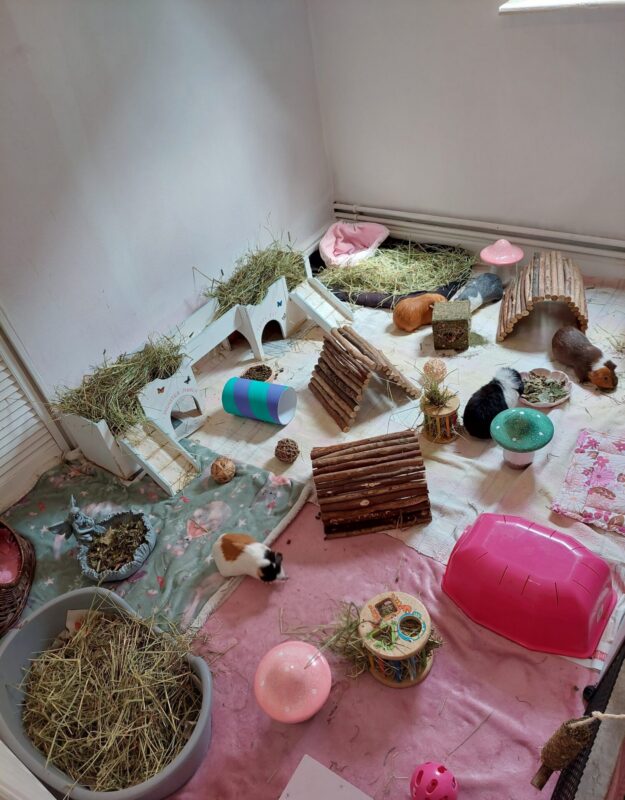 A spacious indoor guinea pig enclosure with several guinea pigs, hay, wooden bridges, tunnels, and various toys on pink and white blankets, creating a playful and cosy habitat.