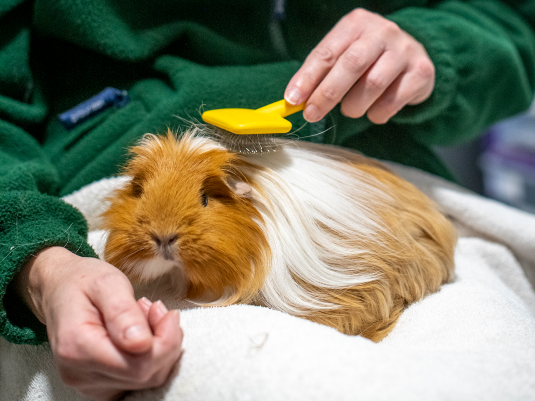 A person enjoys some guinea pig grooming, brushing a long-haired guinea pig with a yellow brush as it sits on a white towel. The guinea pig has brown and white fur.