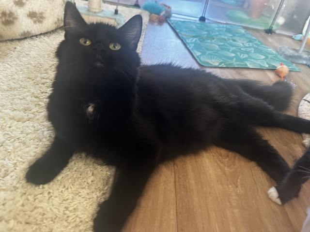 A fluffy black cat with yellow eyes lies on a wooden floor next to a light-coloured rug, looking upwards. Cat toys and a blue mat are visible in the background.
