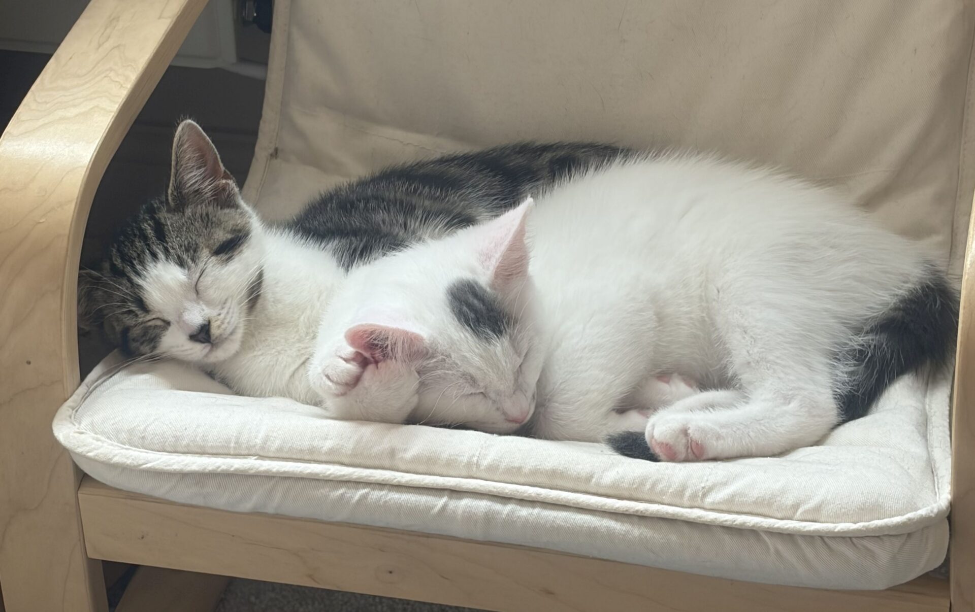 Two kittens, one tabby and white and the other mostly white, are cuddled up and sleeping together on a beige cushioned chair in soft natural light.