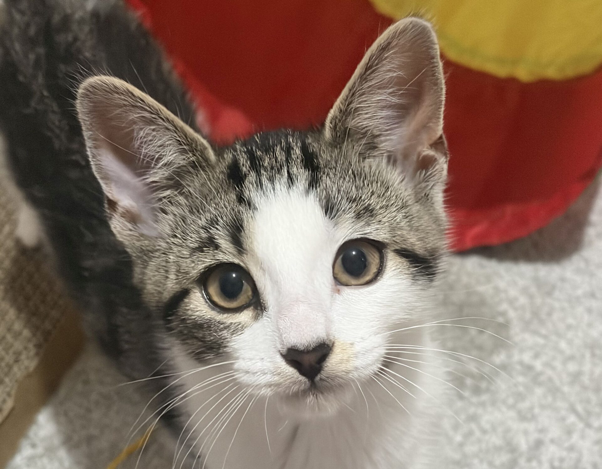 A close-up of a young grey and white tabby kitten with large, curious eyes looking up at the camera. The background is blurred, showing red and yellow colours.