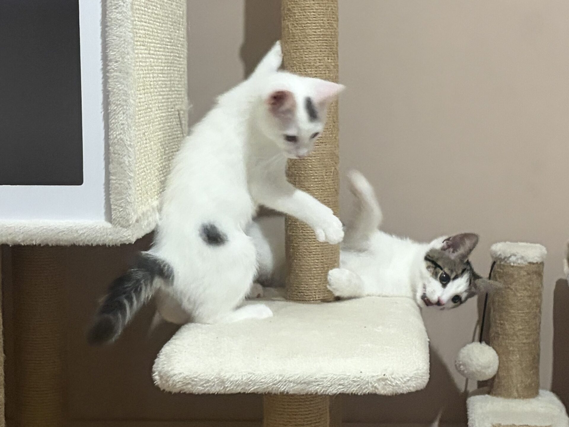 Two white kittens with grey spots are playing on a beige cat tree. One kitten is climbing up while the other lies on the platform, reaching up with its paw. A small hanging toy ball is visible on the right.