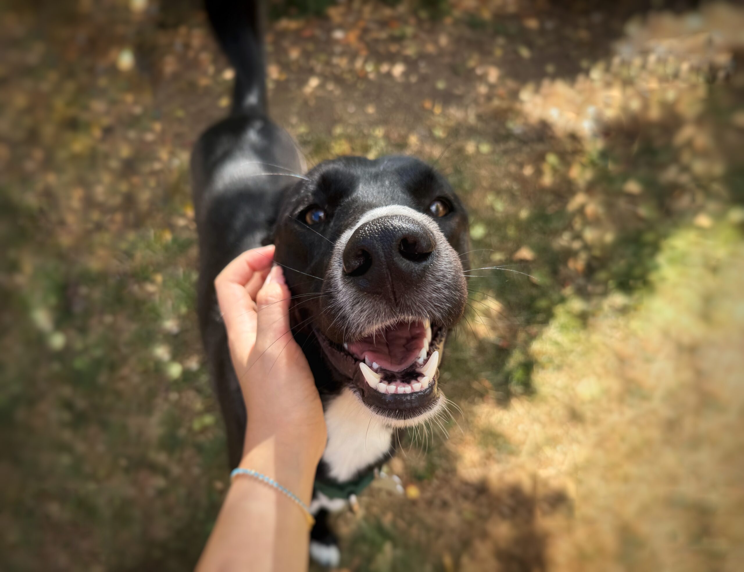 A person strokes a happy black dog with a white snout that is smiling up at the camera outside on a sunny day.