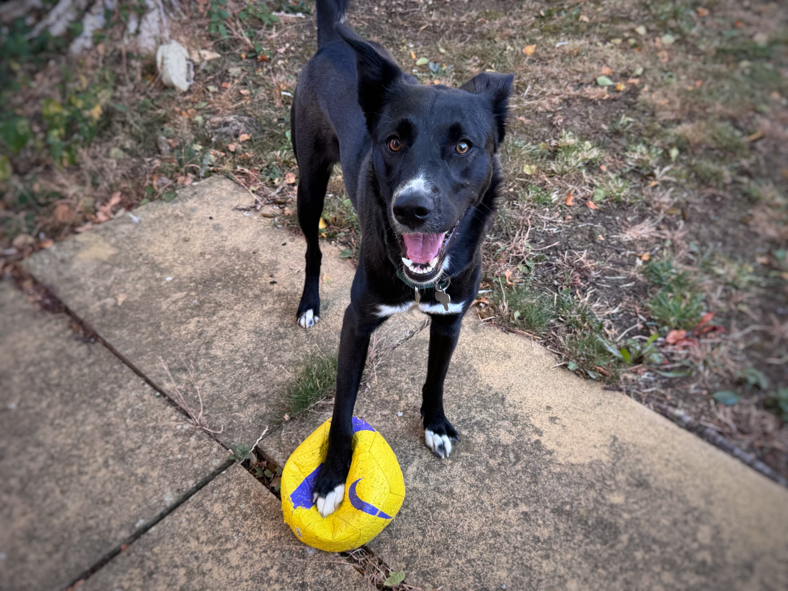 A black dog with white markings, resembling a lively collie, stands on a cracked yellow and purple ball, looking up with mouth open and tail up, on a pavement bordered by grass and earth.