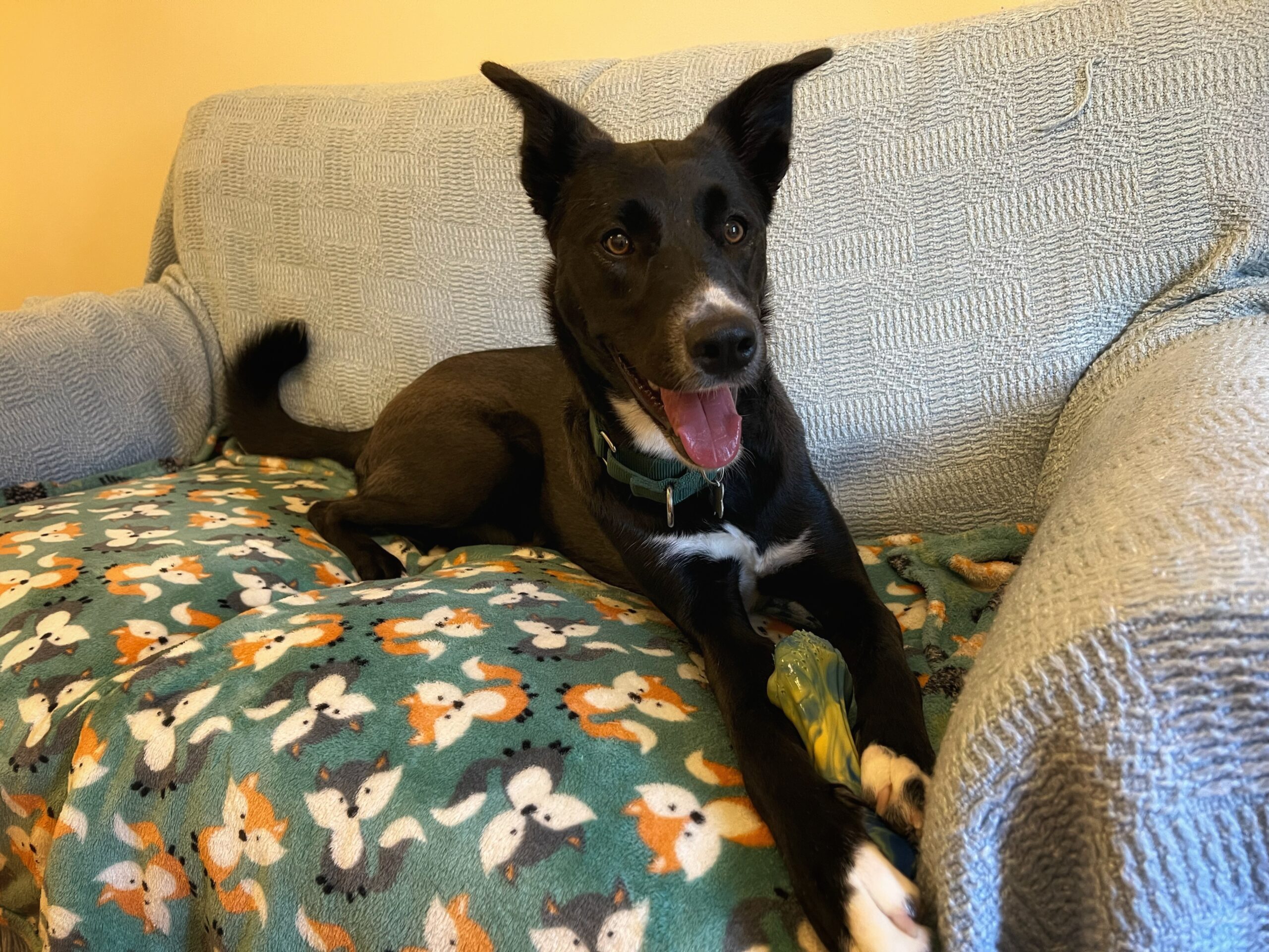 A black dog with a white chest and paws lies on a sofa covered with a fox-patterned blanket, looking at the camera with mouth open, ears pricked, and a toy under its paw.