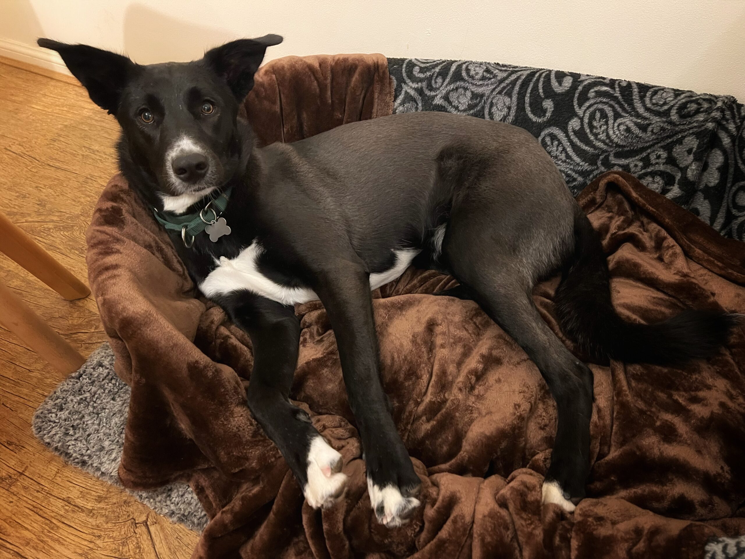 A black and white dog, resembling a collie with upright ears, lies on a plush brown blanket in a pet bed, looking up towards the camera, with a patterned blanket behind it and wooden flooring underneath.