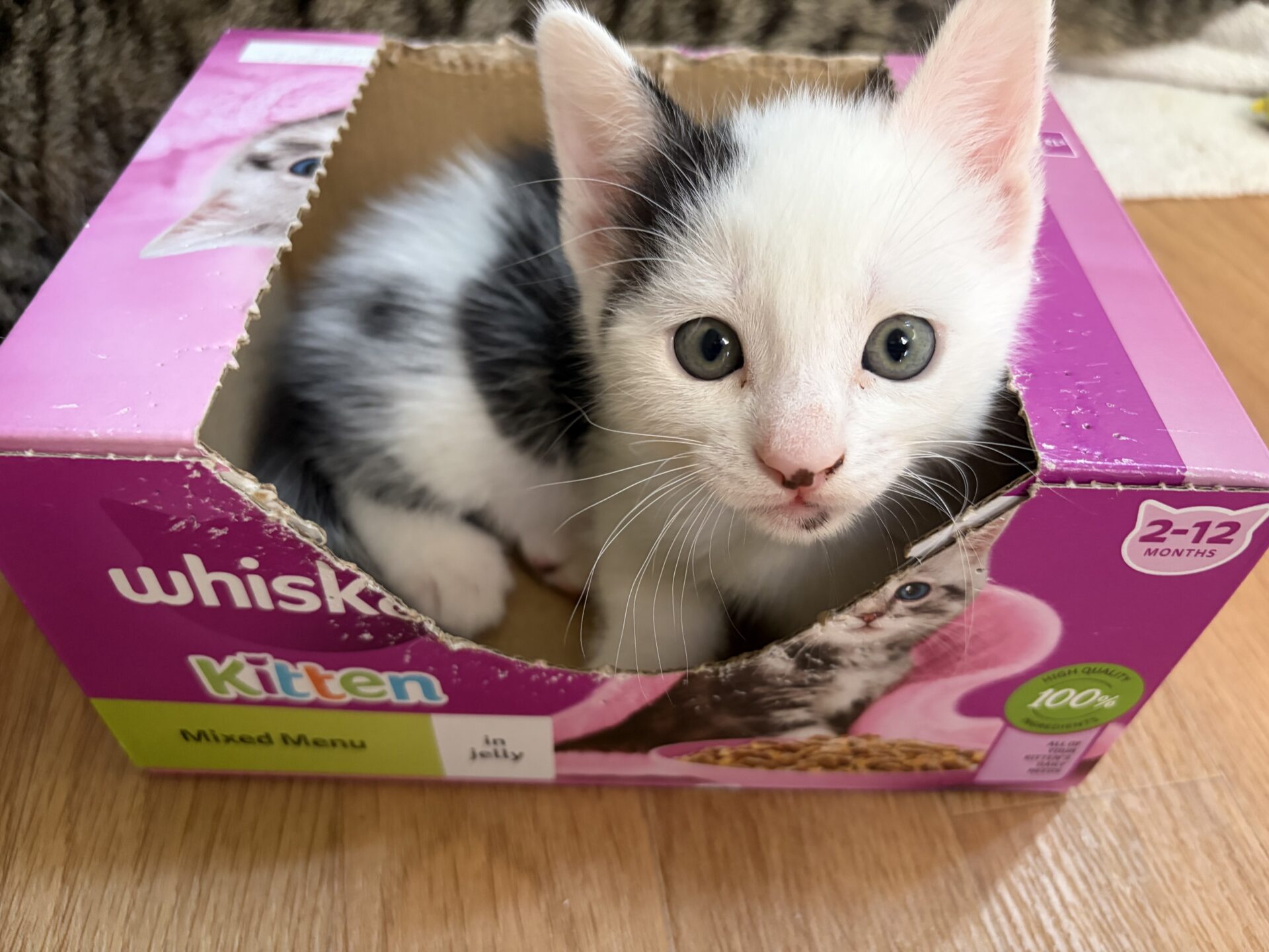 A small black and white kitten sits inside a pink Whiskas kitten food box on a wooden floor, looking up with wide eyes.