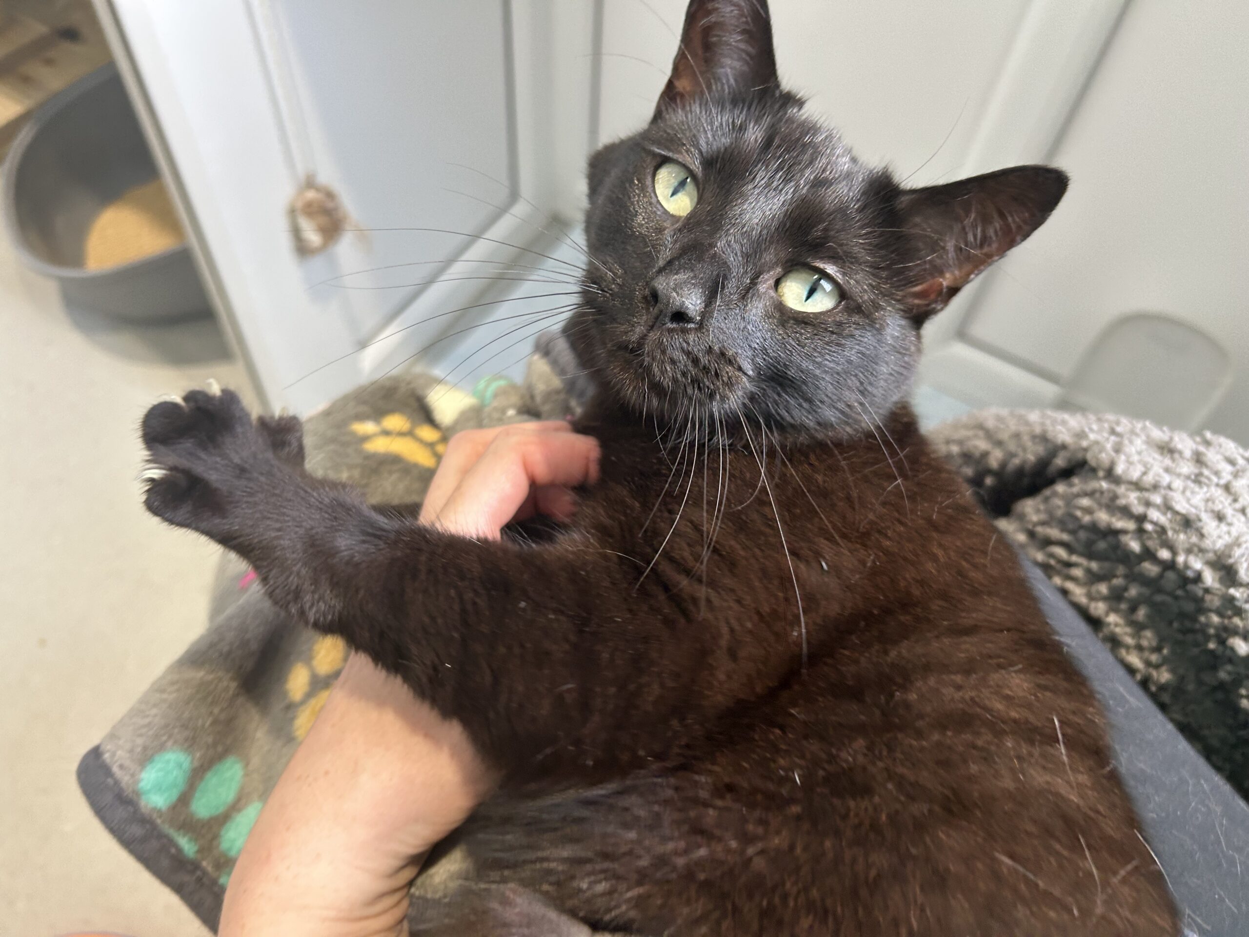 A black cat with green eyes lies on a blanket with colourful paw prints, gently resting its front paw on a person's hand and looking up at the camera. A litter tray is visible in the background.