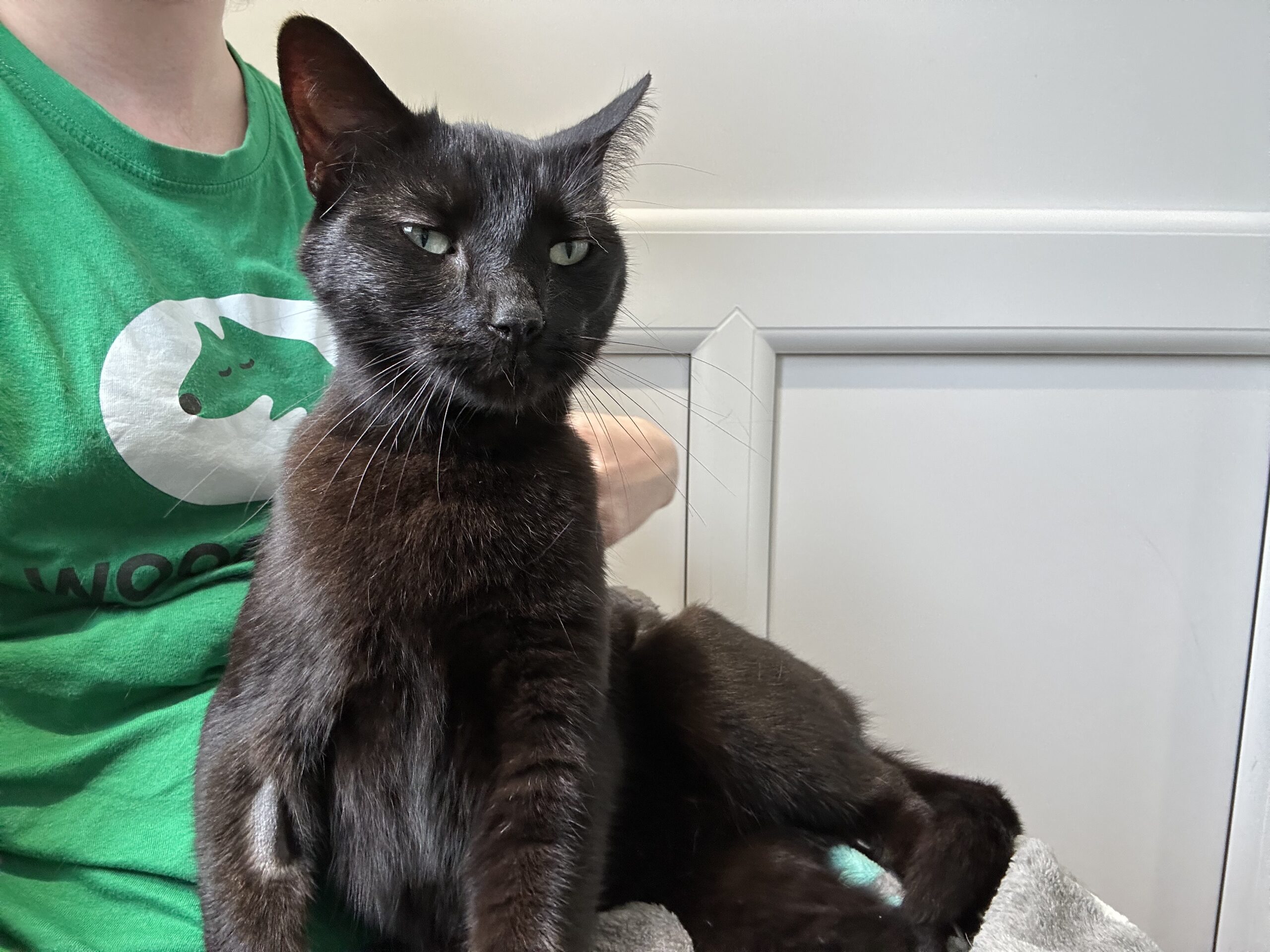 A sleek black cat with green eyes sits on a person's lap. The person is wearing a green shirt with a white circle and green shape. The cat looks relaxed but slightly aloof, sitting in a bright room with white panelling.