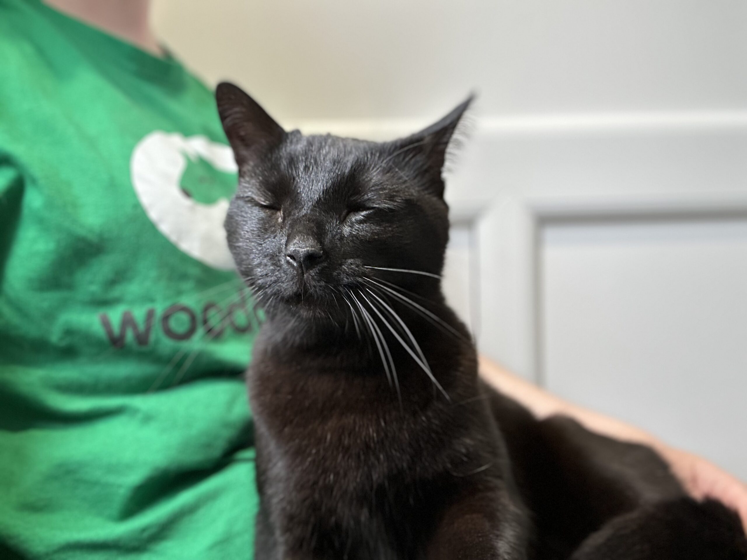 A black cat with closed eyes sits contentedly on a person's lap. The person is wearing a green shirt with white and dark green text and a logo. The background is softly blurred.