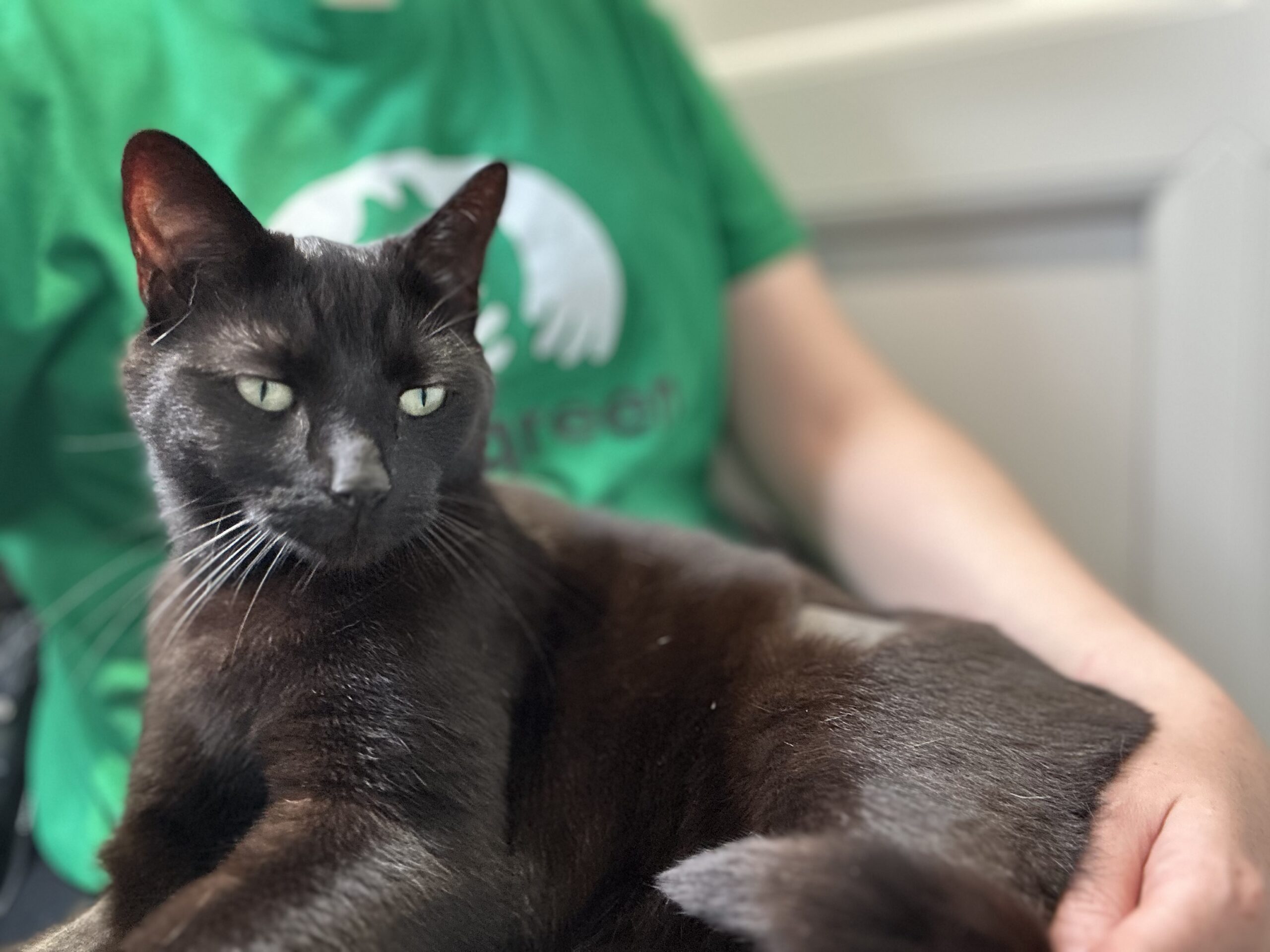 A black cat with green eyes sits on a person's lap. The person is wearing a green shirt with a white logo. The background is indoors, with part of a door visible.