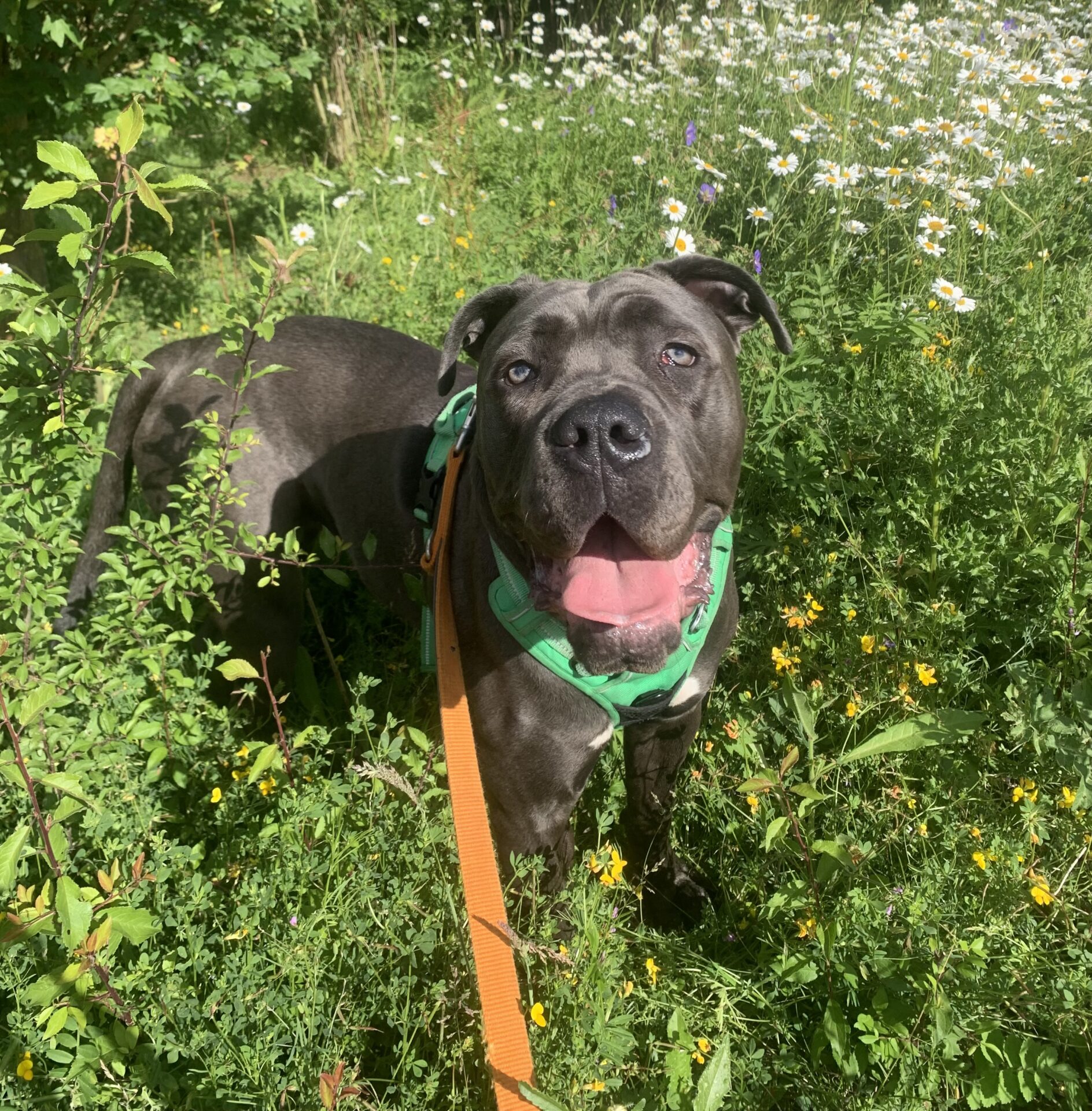 A grey dog wearing a green harness and orange lead stands in tall grass and wildflowers on a sunny day, looking up with its mouth open and tongue out.