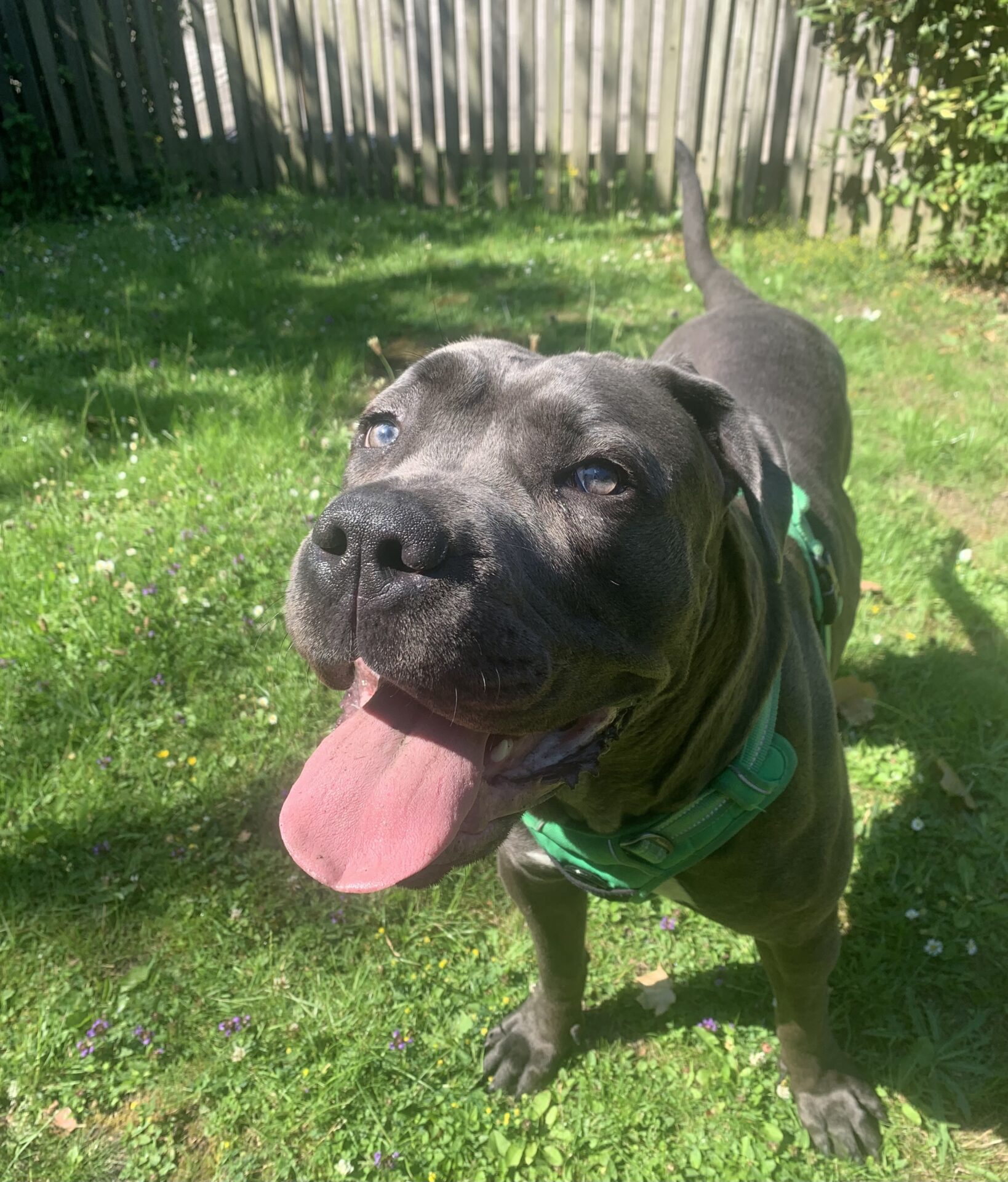 A happy black dog with a green harness stands on bright green grass, tongue out and mouth open, in a sunny back garden with a wooden fence in the background.