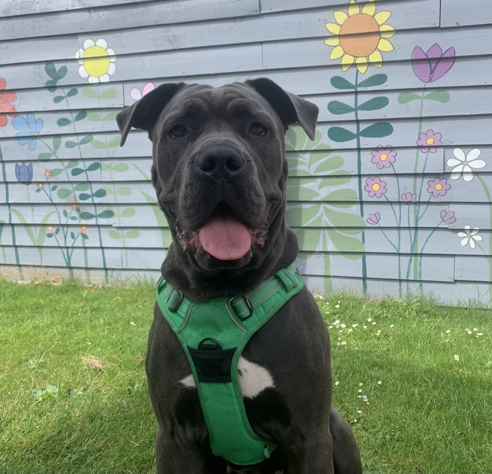 A large black dog wearing a green harness sits on grass in front of a wooden fence painted with colourful flowers.