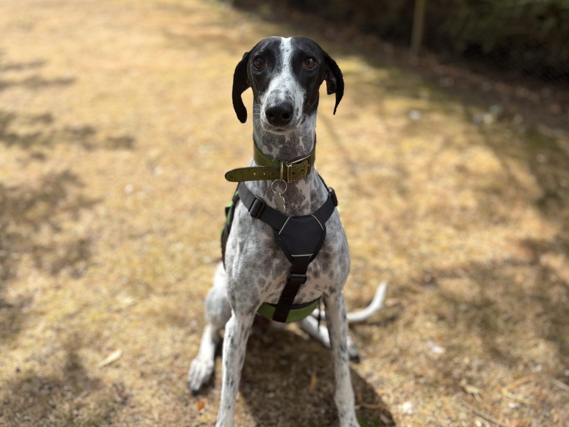 A black and white dog with a green harness sits on dry grass, looking directly at the camera. Sunlight creates soft shadows around the dog.