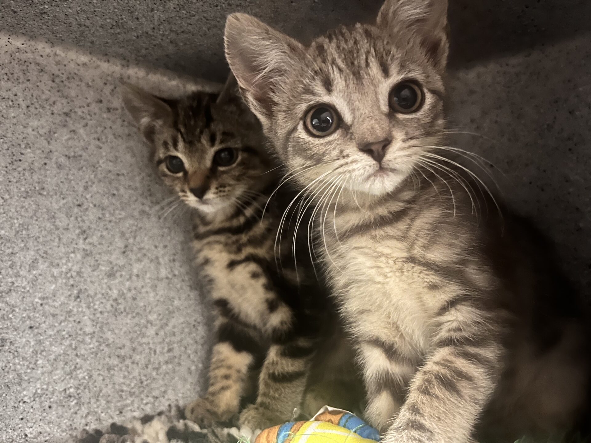 Two tabby kittens are sitting together in a cosy, grey enclosure. One kitten is in the foreground looking wide-eyed at the camera, while the other sits slightly behind, partially in shadow. A colourful toy is in front of them.