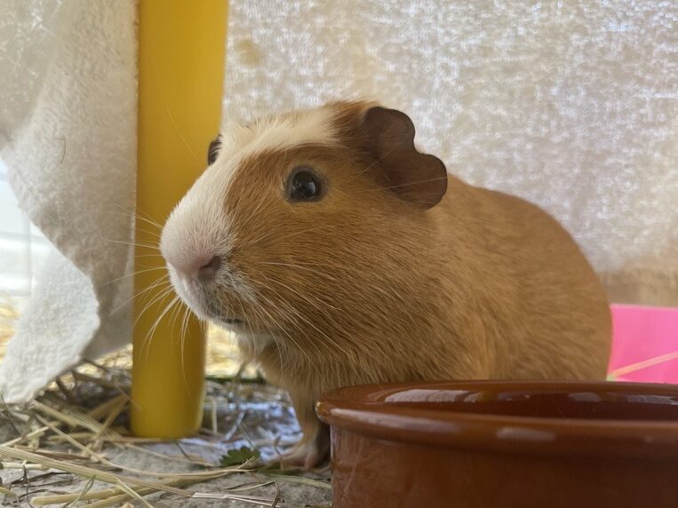 A red and white guinea pig sits on hay under a draped fabric tent next to a brown water bowl and hay.