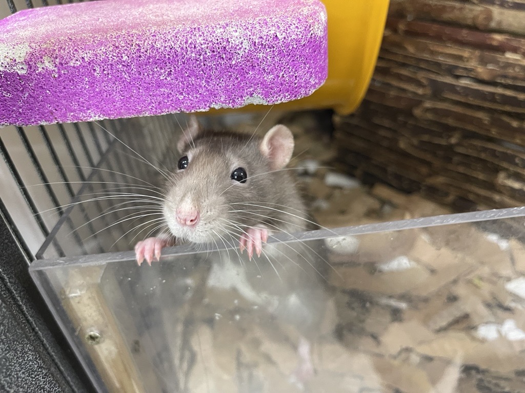 A curious grey rat with white markings stands on its hind legs, gripping the edge of a clear enclosure. A purple shelf and yellow object are visible in the background. The rat gazes up with bright eyes and twitching whiskers.