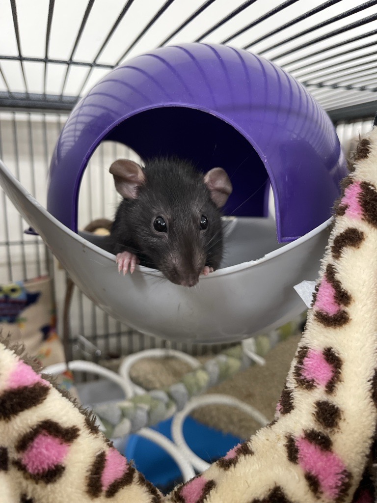 A black rat with light pink ears and paws peeks out from a purple and grey plastic dome inside a cage. A brown and pink leopard print hammock hangs nearby.