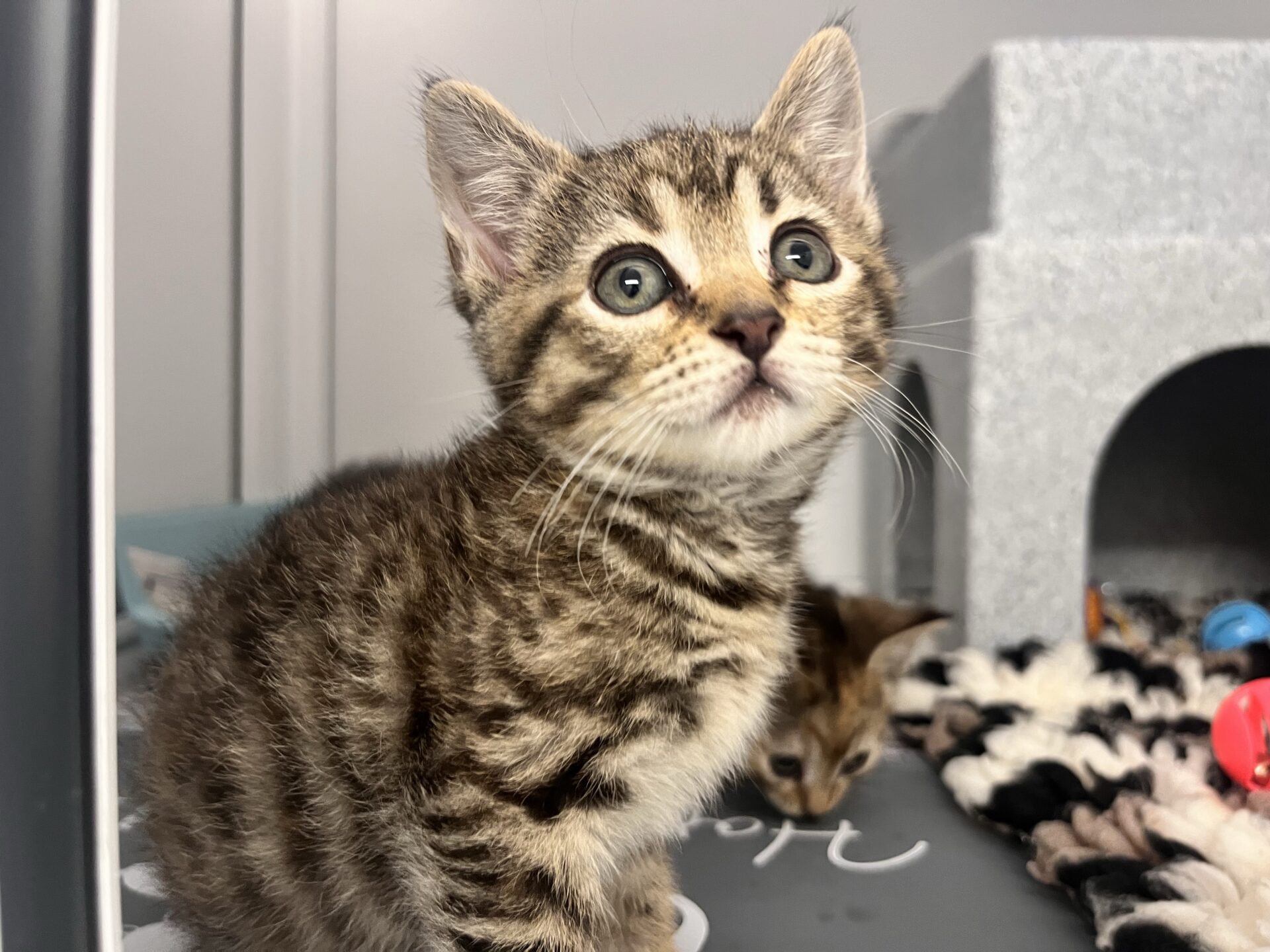 A brown tabby kitten with stripes sits alertly, looking upwards with wide eyes. Another kitten is partially visible in the background near a grey cat structure and toys.