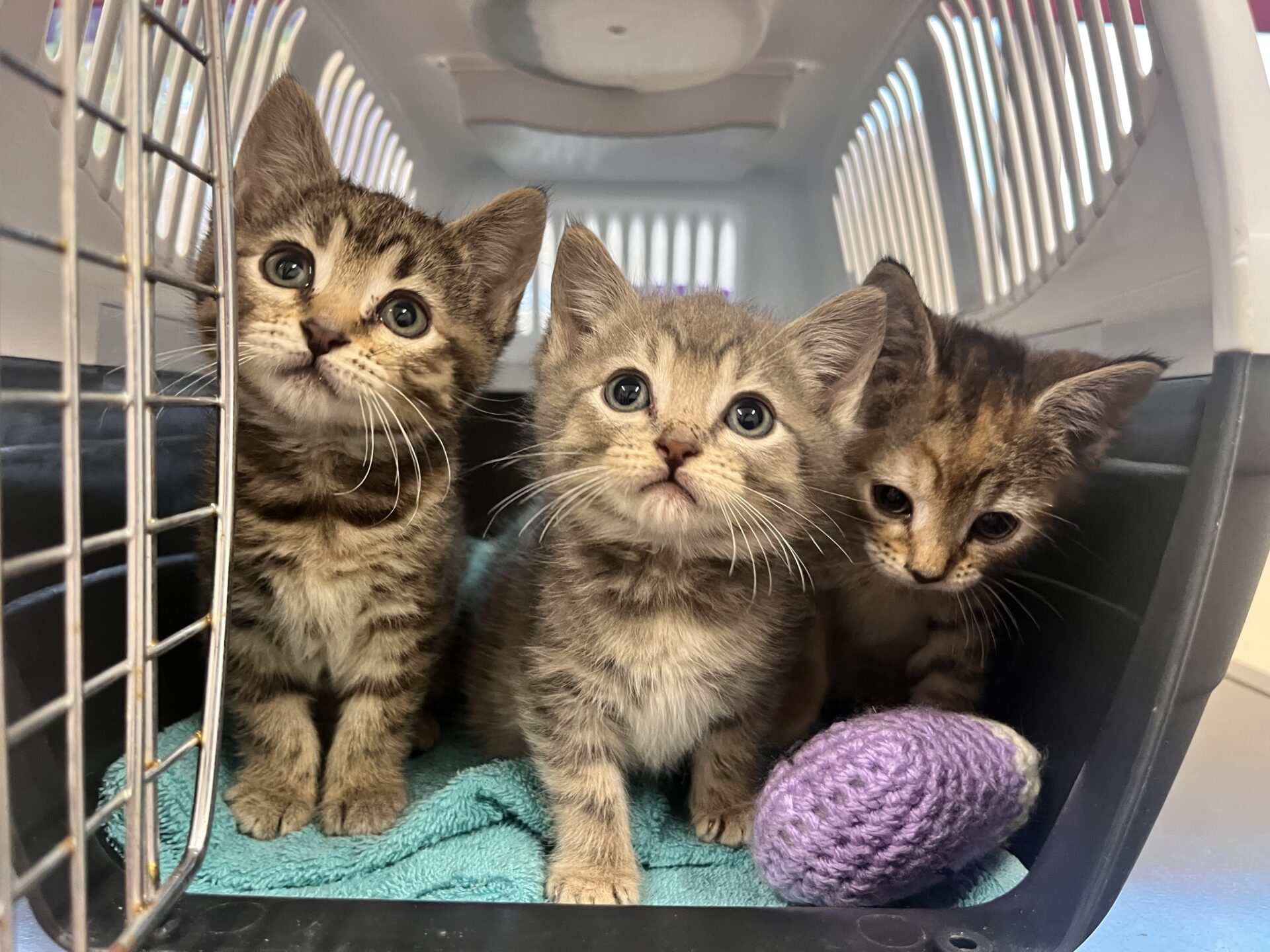 Three tabby kittens sit closely together inside a pet carrier on a blue towel, looking up curiously. A small purple knitted toy lies in front of them.