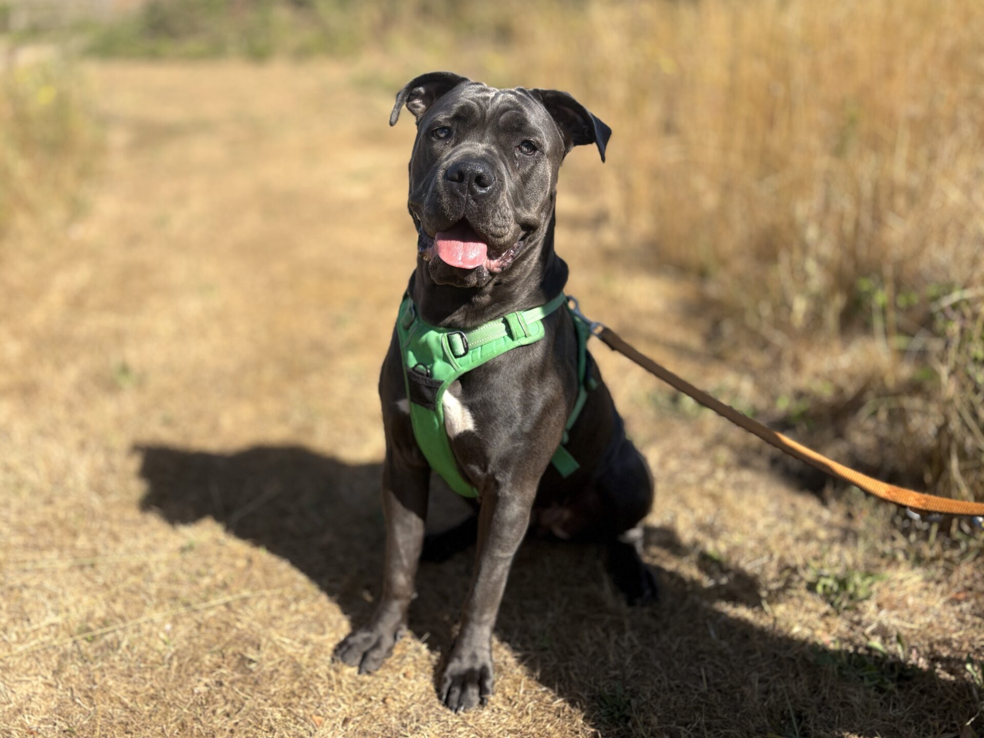 A black dog wearing a bright green harness sits on a dry grassy path, looking at the camera with its mouth open and tongue out.