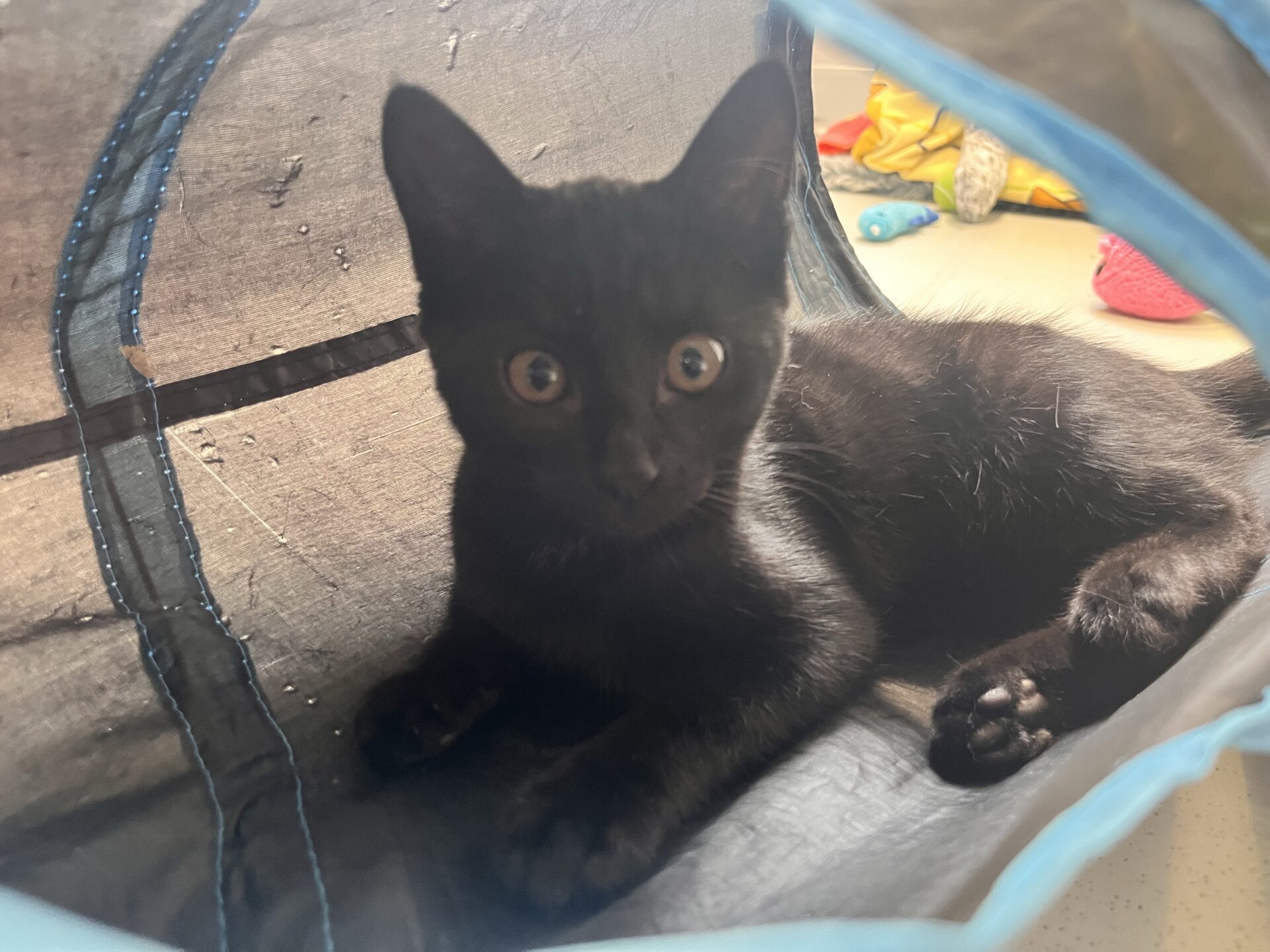 A black kitten with wide eyes lies inside a tunnel toy, with colourful toys scattered in the background.