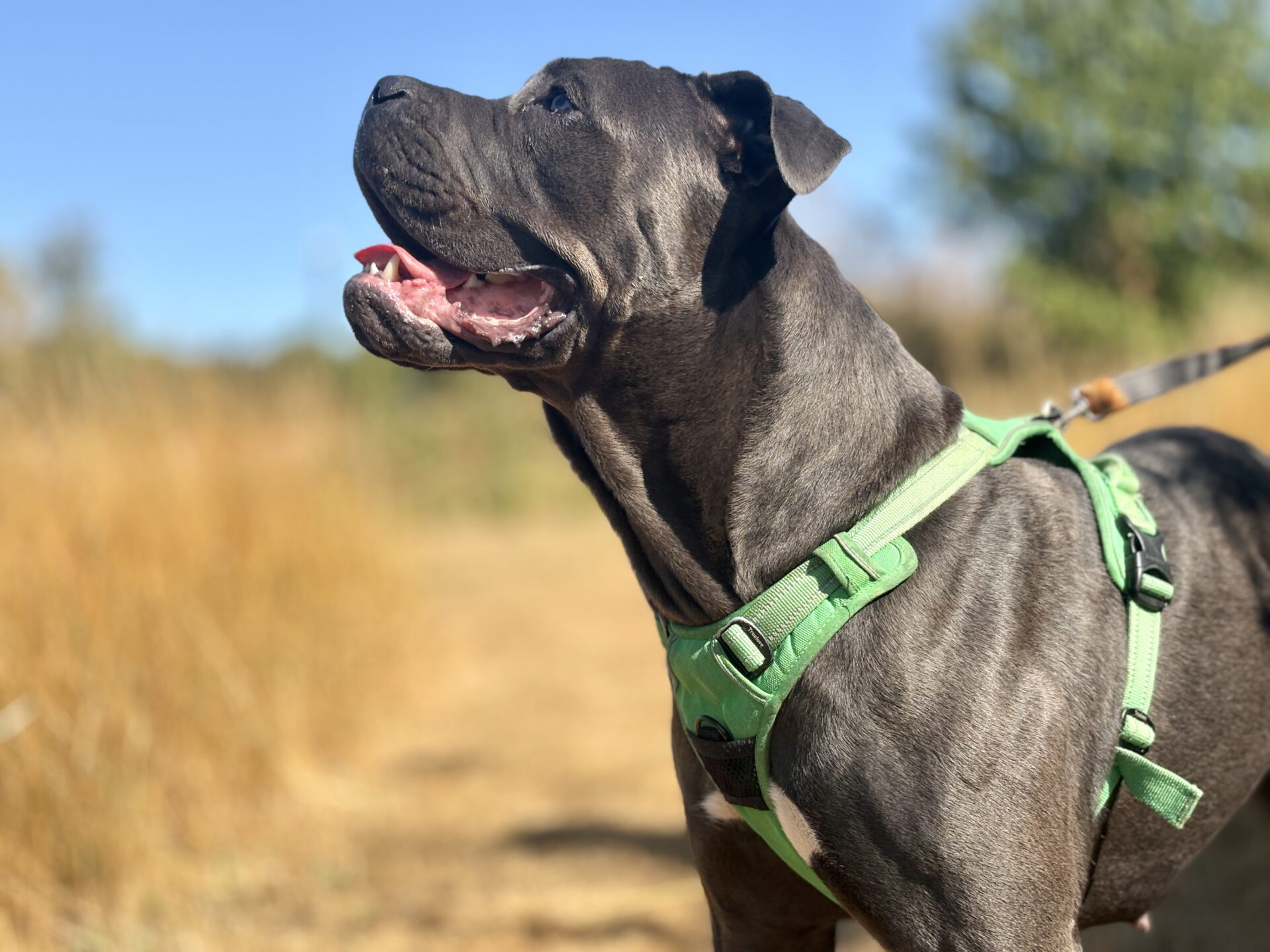 A black dog wearing a green harness stands outdoors on a sunny day, looking up and slightly to the side with its mouth open. The background is blurred with tall grasses and trees.