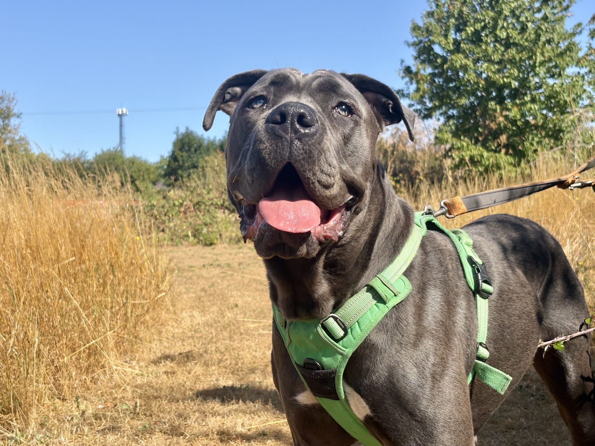 A happy black dog wearing a green harness stands outdoors on a lead, tongue out, in a dry grassy field with a tree and blue sky in the background.