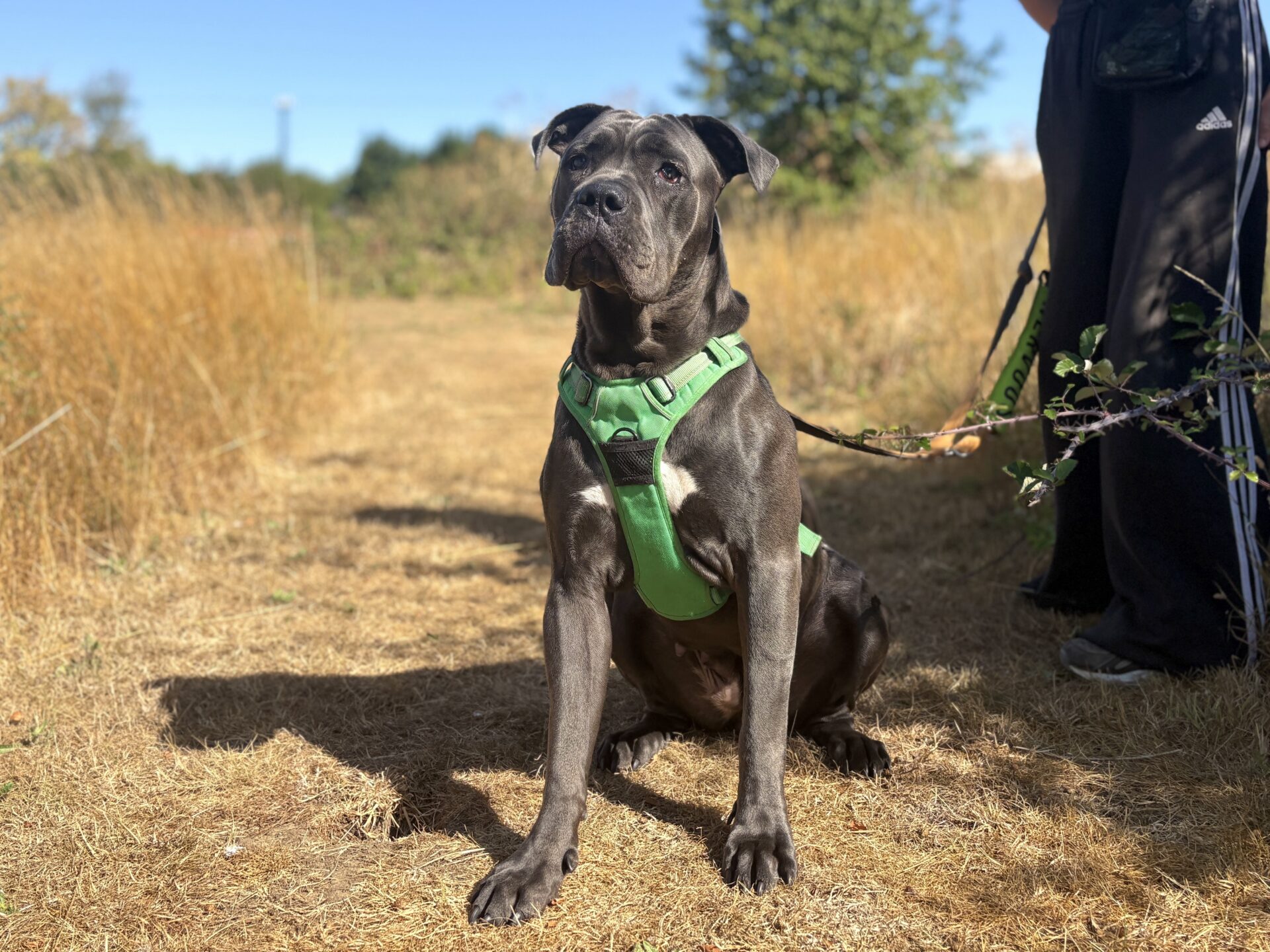 A black dog wearing a green harness sits on a dry grassy path, with a person holding its lead partially visible on the right side of the image.