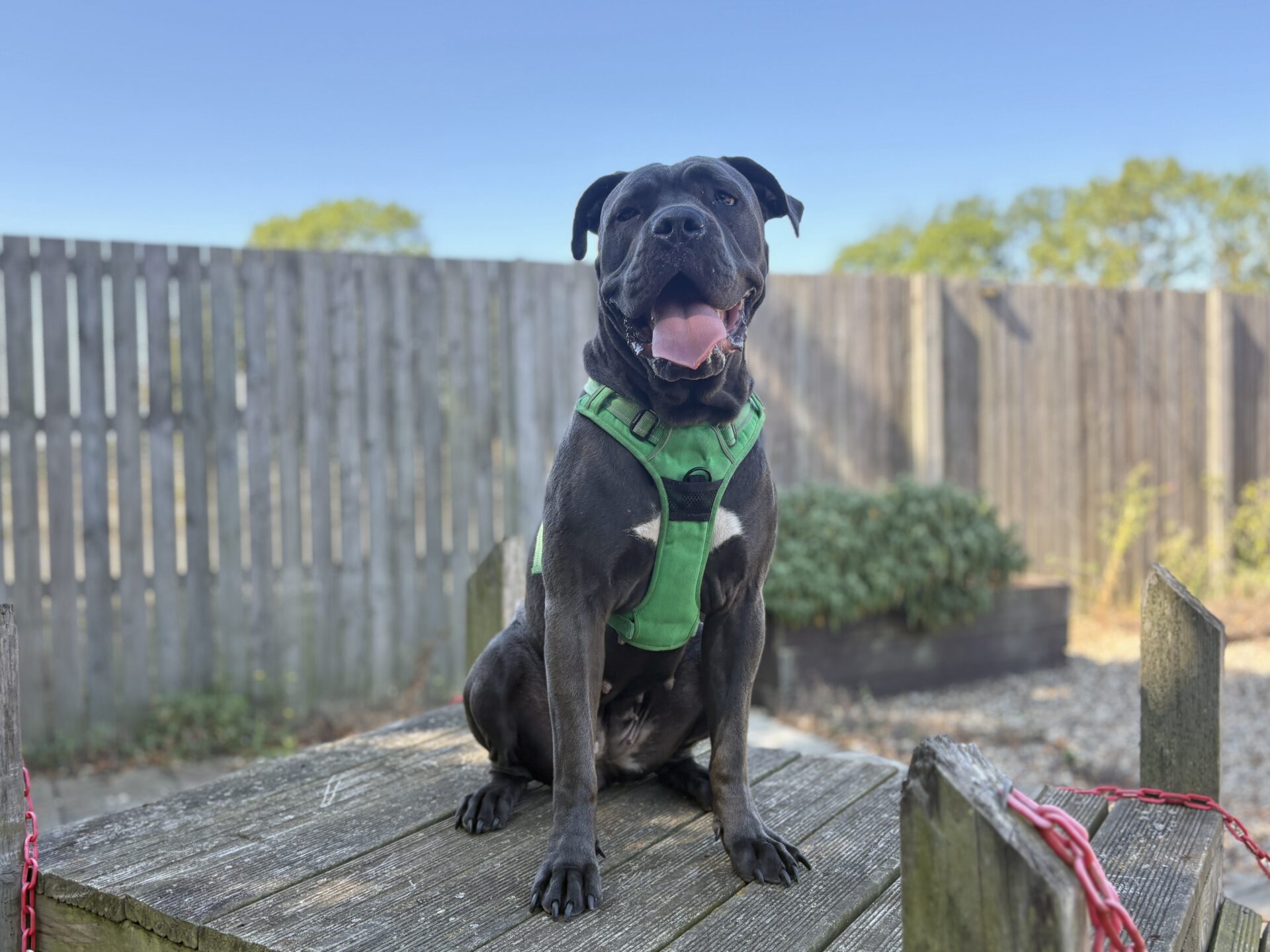 A black dog wearing a green harness sits on a wooden platform outdoors, with a fence and green plants in the background.