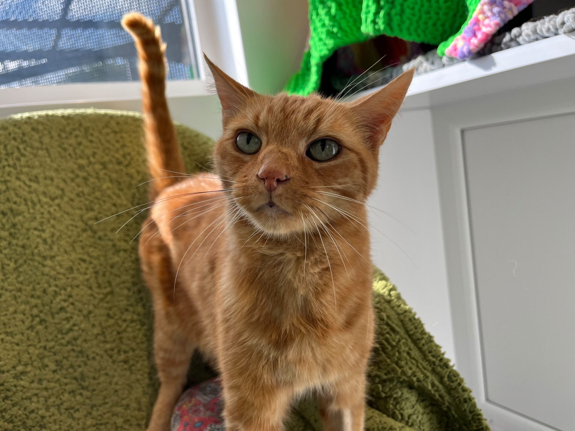 A ginger cat with green eyes stands on a green blanket, looking up. Sunlight shines on its face, and colourful knitted items are visible in the background.