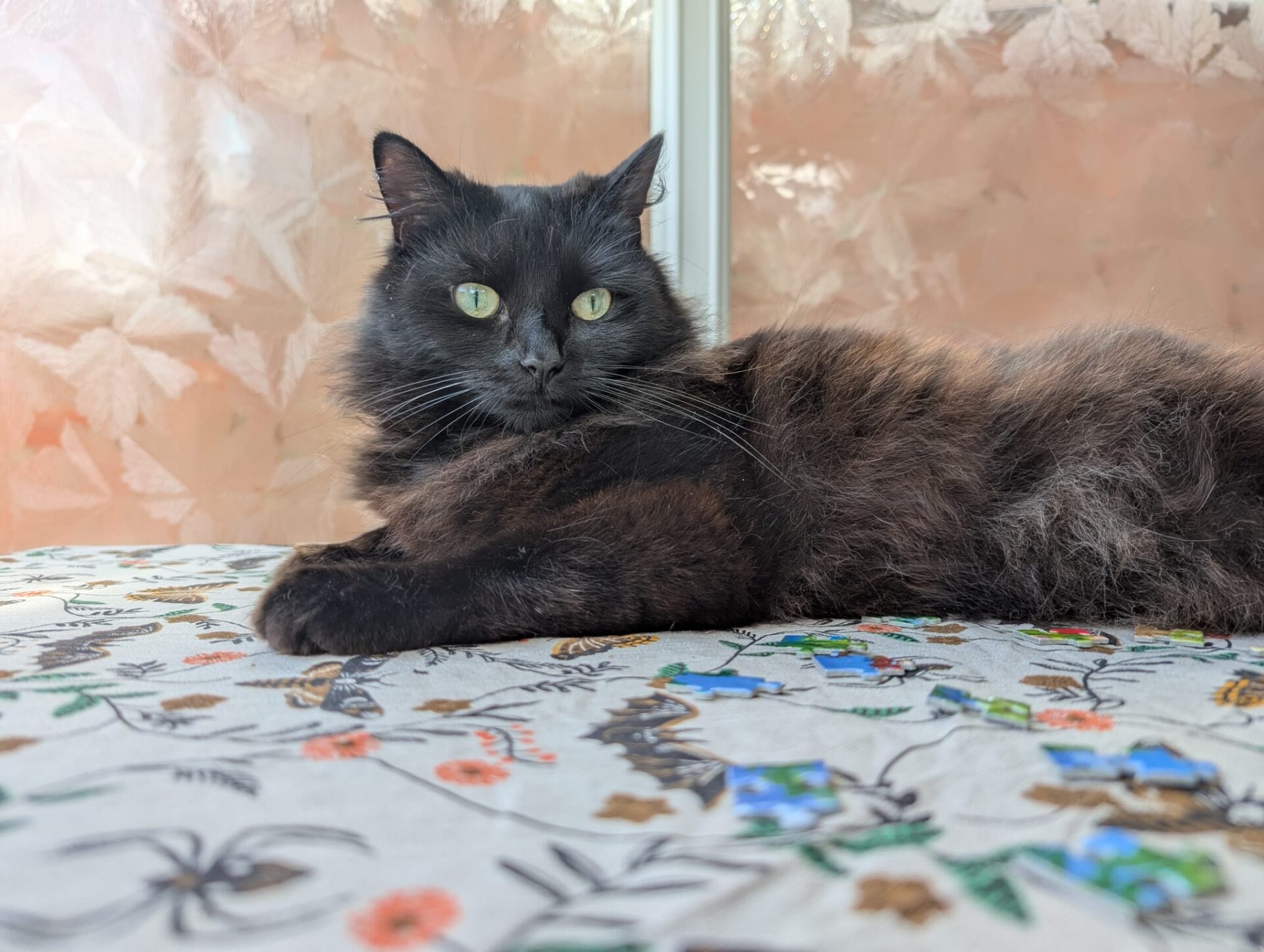 A fluffy black cat with green eyes lies on a colourful floral-patterned surface, with a frosted window featuring leaf designs in the background.