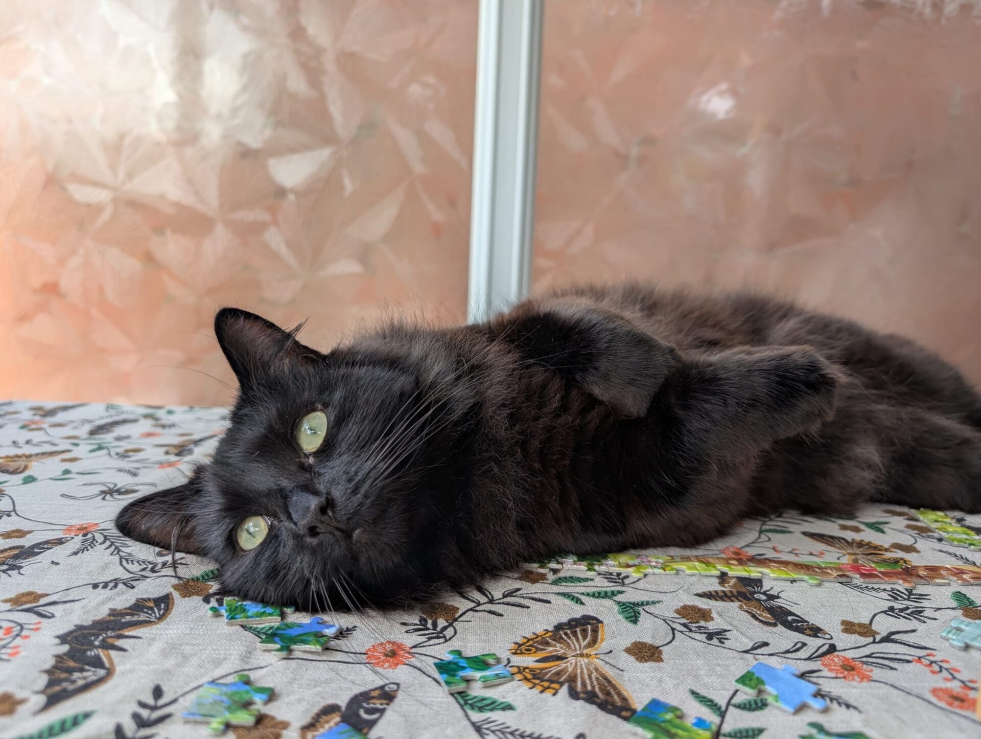 A fluffy black cat is lying on its side on a table covered with a colourful butterfly-printed cloth, looking up with green eyes.