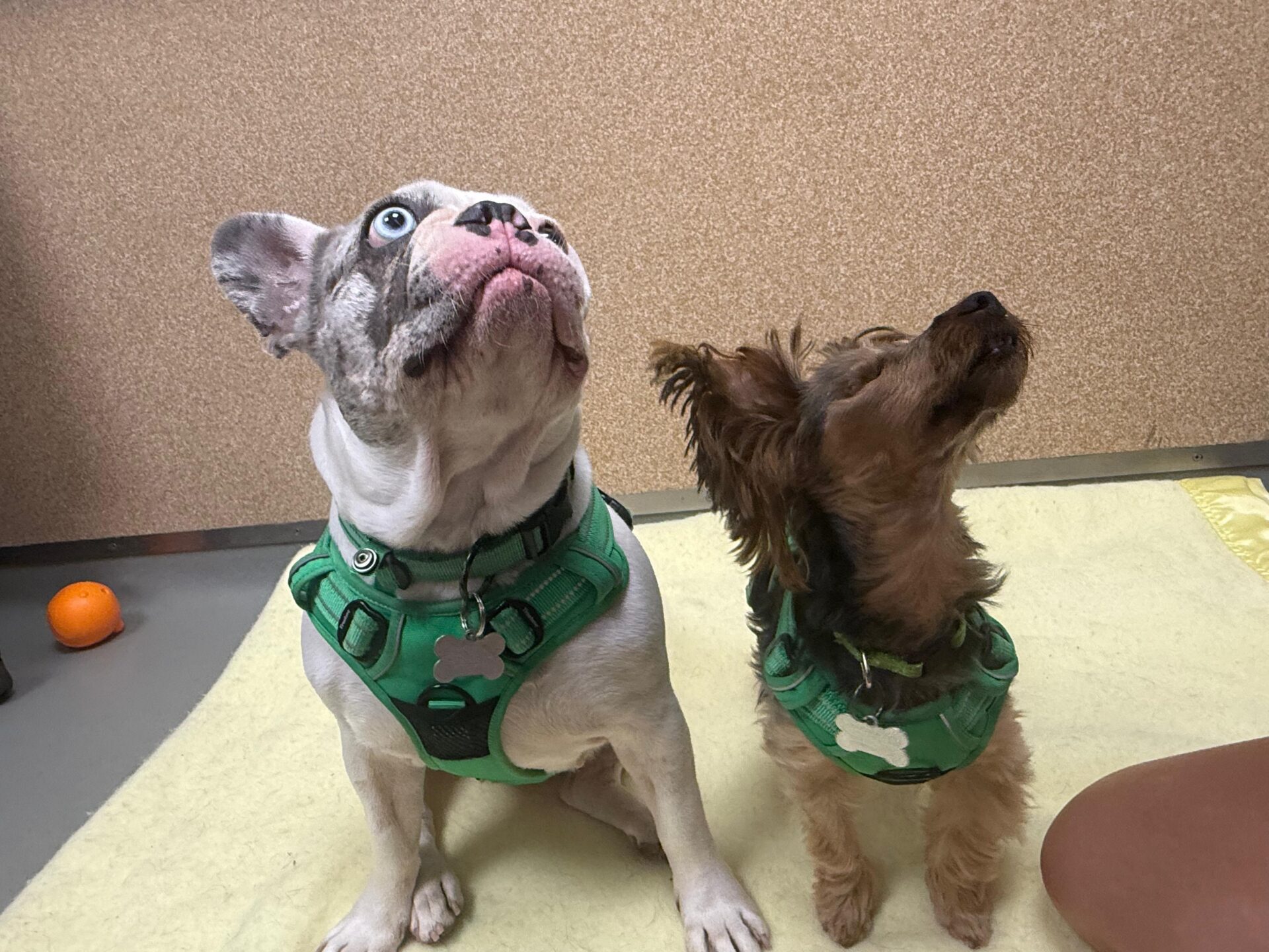 Two dogs wearing green harnesses sit on a yellow blanket and look upwards. The left dog is a light-coloured bulldog with blue eyes, and the right is a small, brown Yorkshire terrier. An orange ball lies in the background.