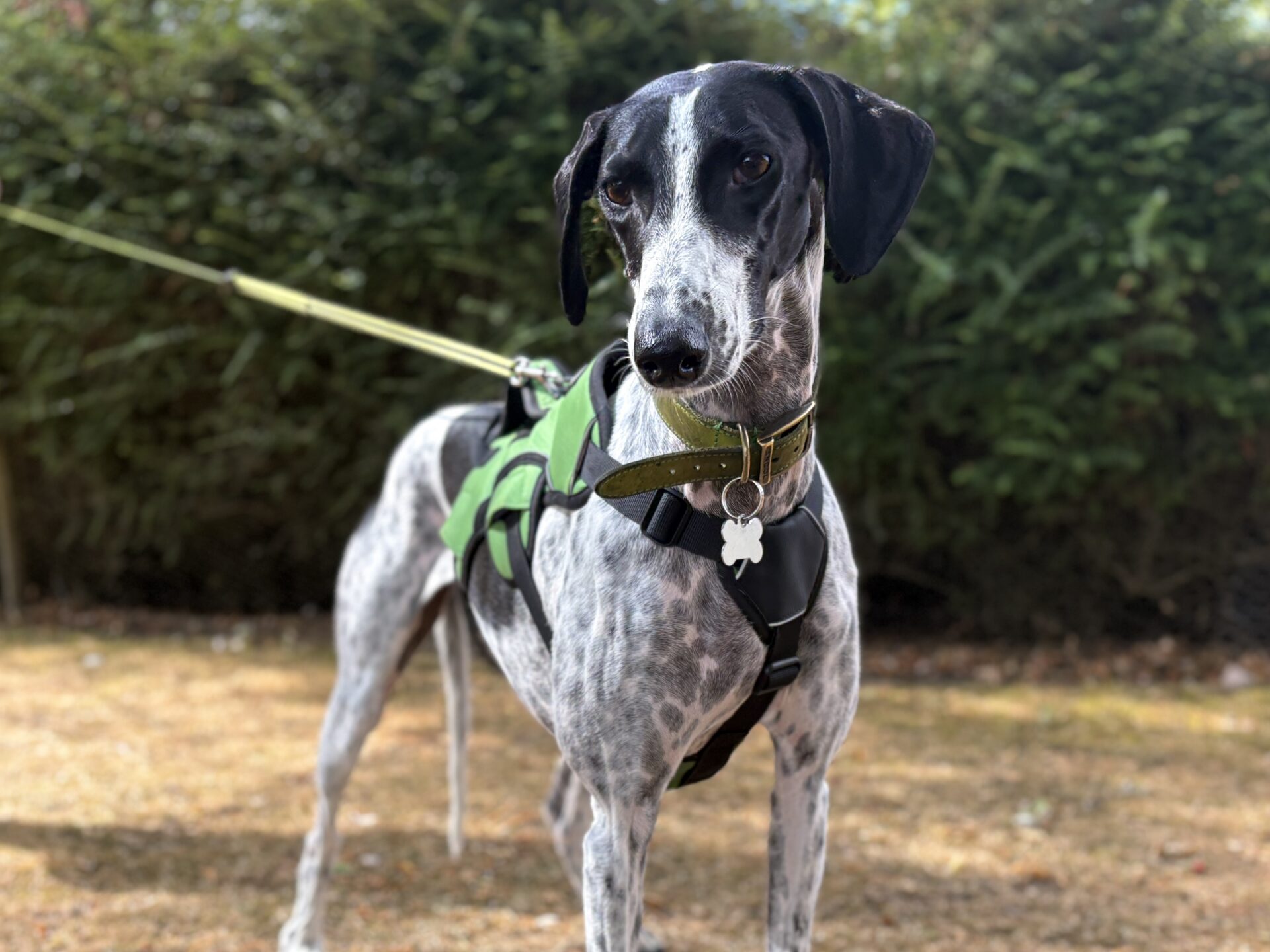 A black and white dog wearing a green harness stands on dry grass, looking at the camera, with green bushes in the background.