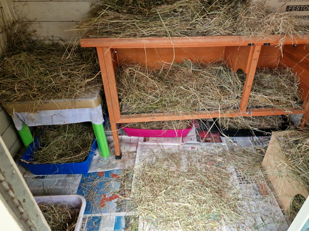 A small animal enclosure with wooden furniture, several plastic litter trays, and cardboard boxes, all scattered with hay. The floor is covered with paper and hay, creating a cosy habitat.