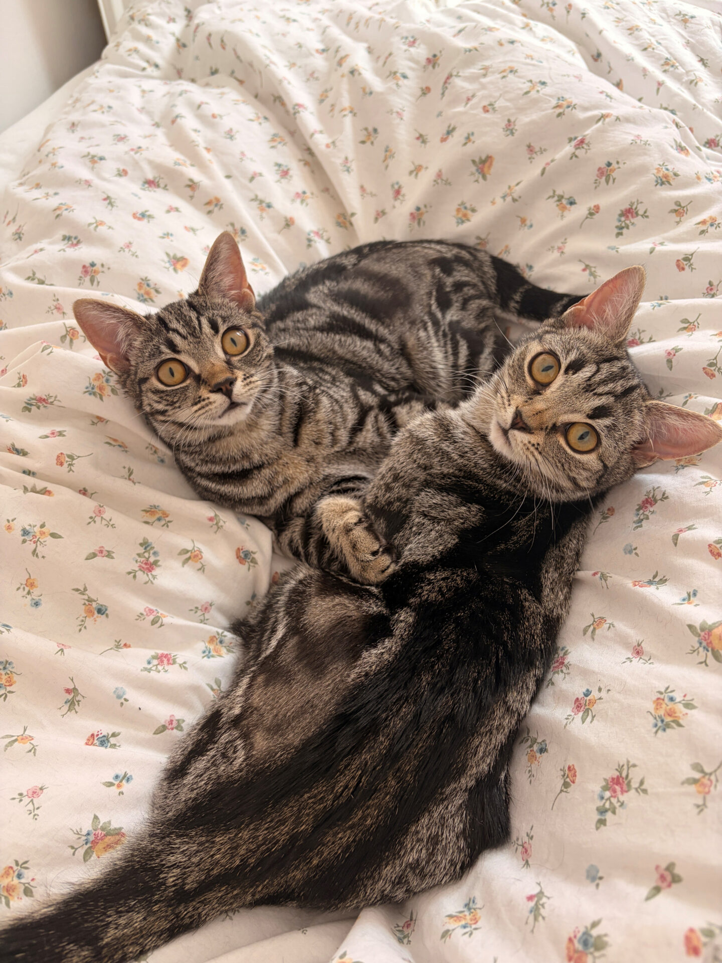 Two tabby cats lie close together on a white floral bedspread, looking up with wide eyes and touching paws, appearing calm and relaxed.