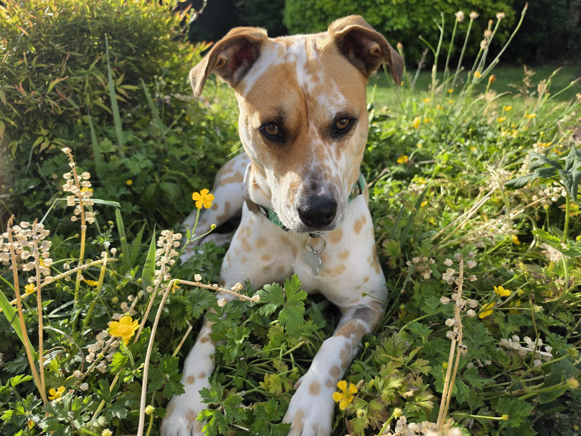 A tan and white dog with a green collar lies in tall grass and yellow wildflowers, gazing calmly at the camera on a sunny day in a garden.