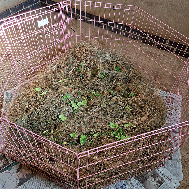 A pink metal playpen is placed on newspaper, containing a large pile of hay with scattered pieces of green leafy vegetables on top. The setup is indoors with a brown floor and beige wall background.