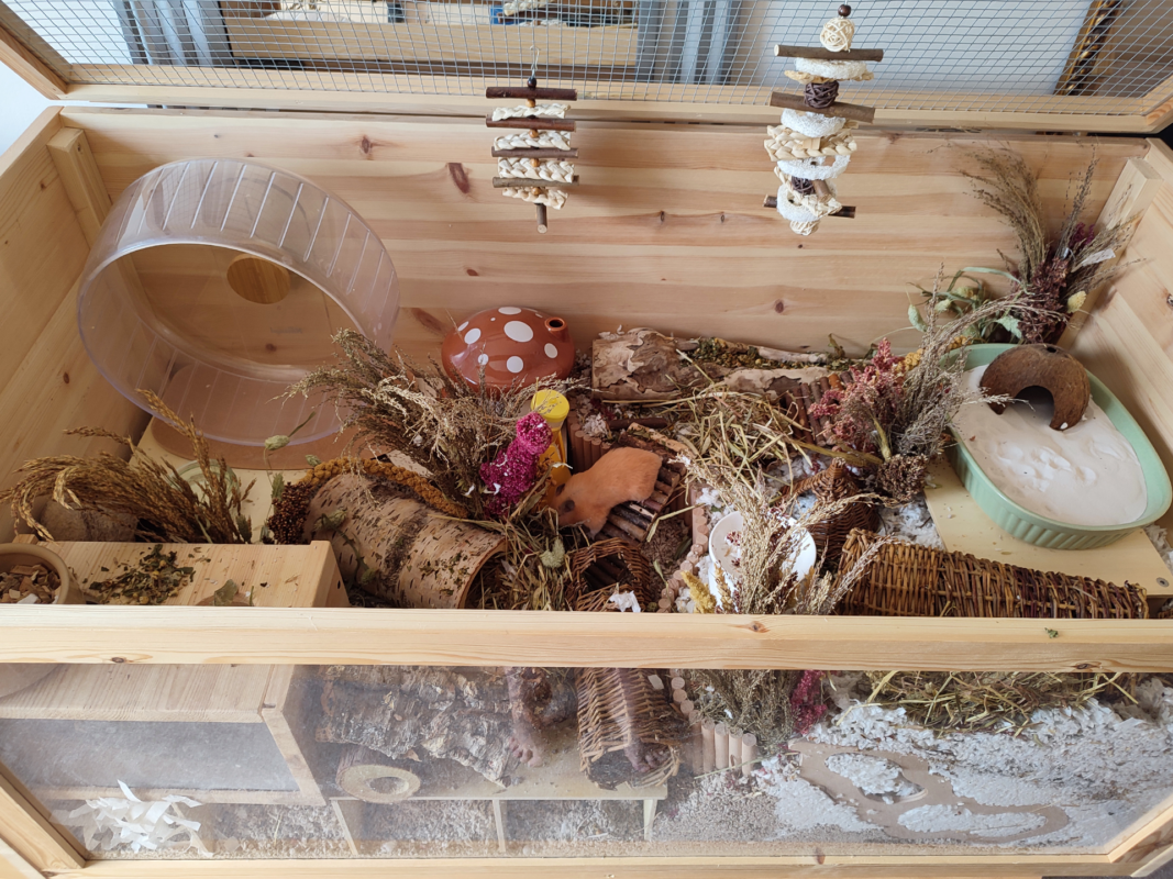 A wooden pet enclosure contains a hamster wheel, hanging chew toys, dried plants, a ceramic mushroom, food dish, water bowl, tunnels, and hides, providing a naturalistic environment for a small pet.