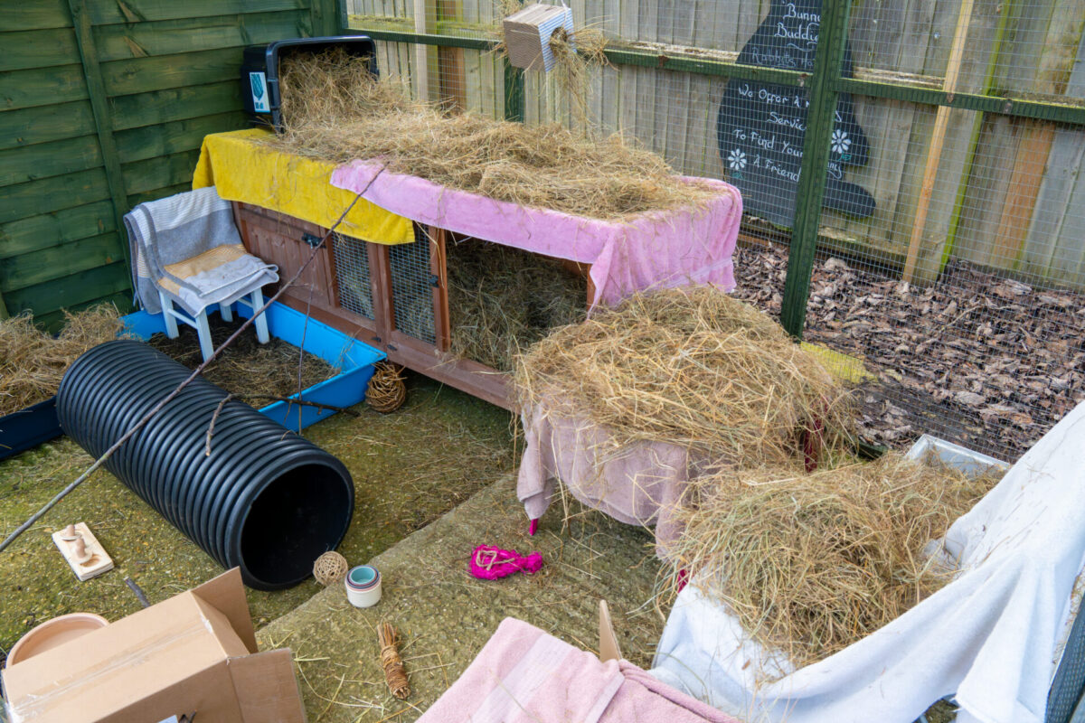 Outdoor rabbit hutch covered with towels and hay, surrounded by hay piles, cardboard boxes, a black plastic tunnel, and rabbit toys within a fenced enclosure.