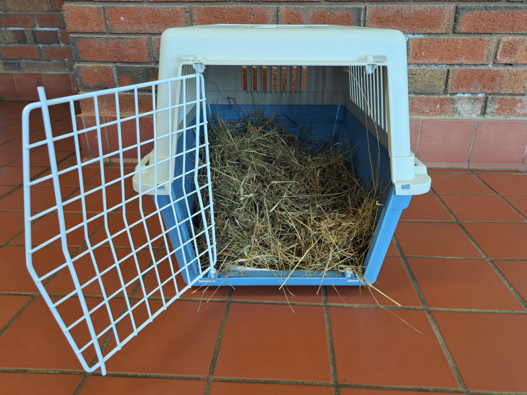 A blue and white pet carrier with an open metal door sits on a red tiled floor. The carrier is filled with hay. A brick wall is visible in the background.