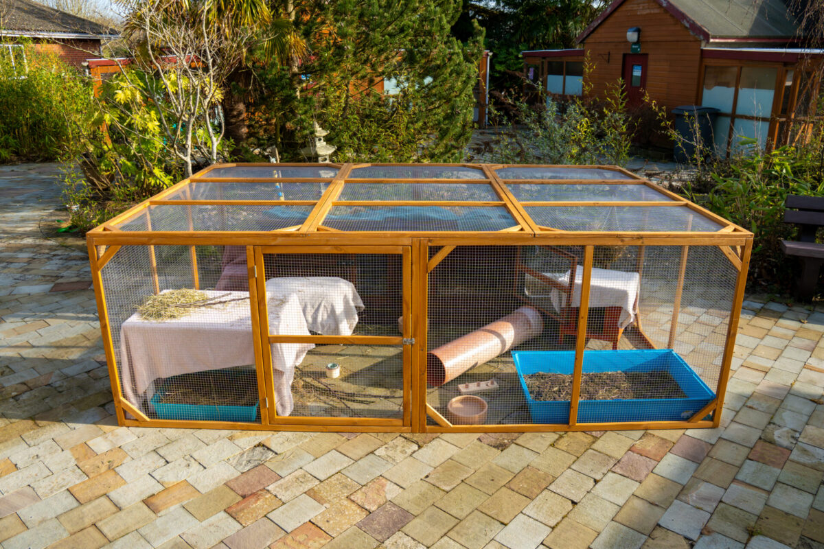 A large wooden and wire outdoor rabbit hutch with two blue litter trays, hay, and tunnels inside, sitting on a paved patio surrounded by plants and wooden buildings.