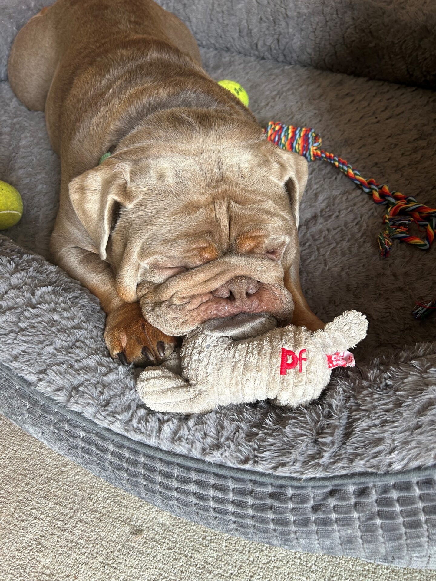 A large brown bulldog lies on a grey dog bed with its eyes closed, gently holding a beige soft toy in its mouth. Colourful rope toys and tennis balls are scattered nearby.