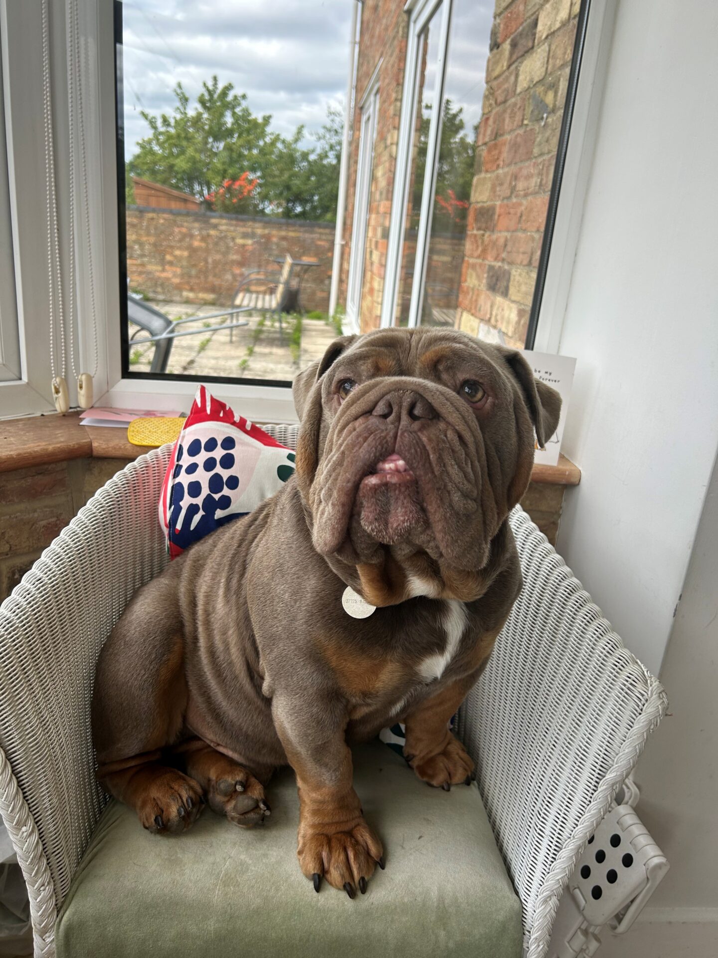 A brown Bulldog with a white chest sits on a white wicker chair by a window, looking up. A colourful cushion rests behind the Bulldog, and outside the window, you can see a brick wall.